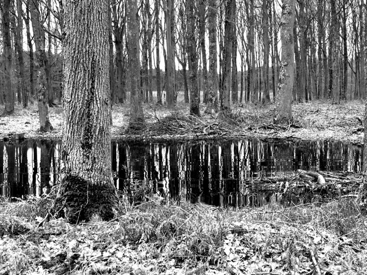 L'étang au fond des bois